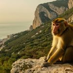 Barbary macaques Gibraltar history legends